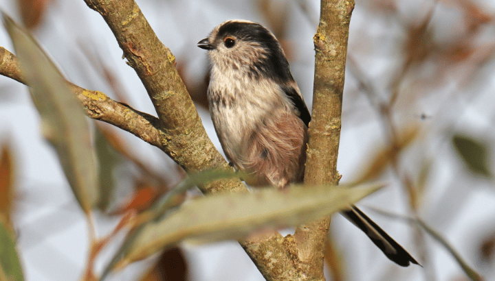 A la découverte des oiseaux et autres animaux autour de nous
